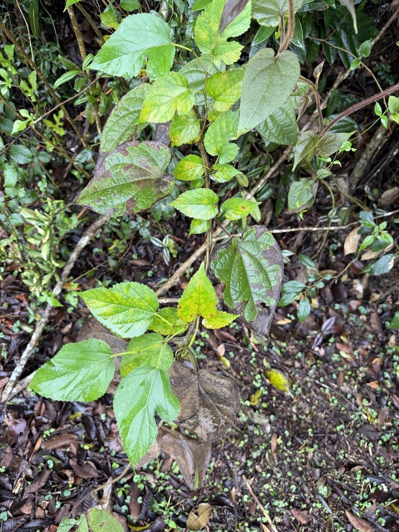 Mikania banisteriae photo 5
