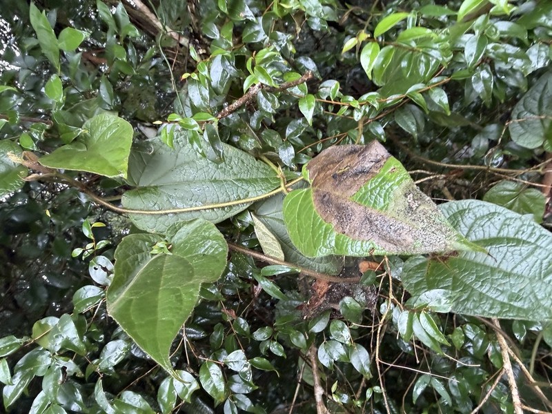 Mikania banisteriae photo 6