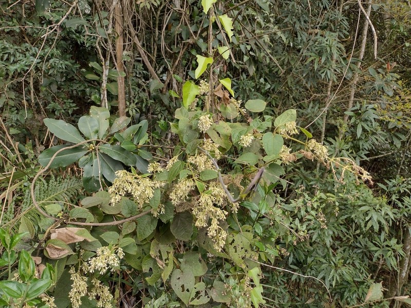 Mikania banisteriae photo 8
