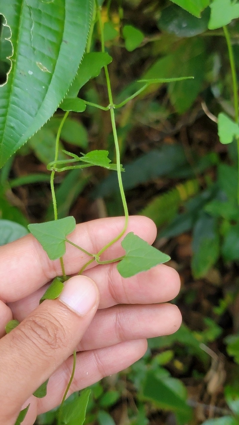 Mikania barahonensis