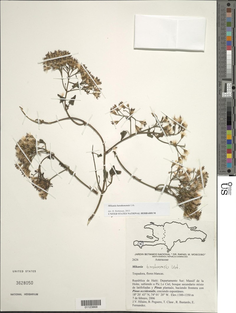 Mikania barahonensis photo 2