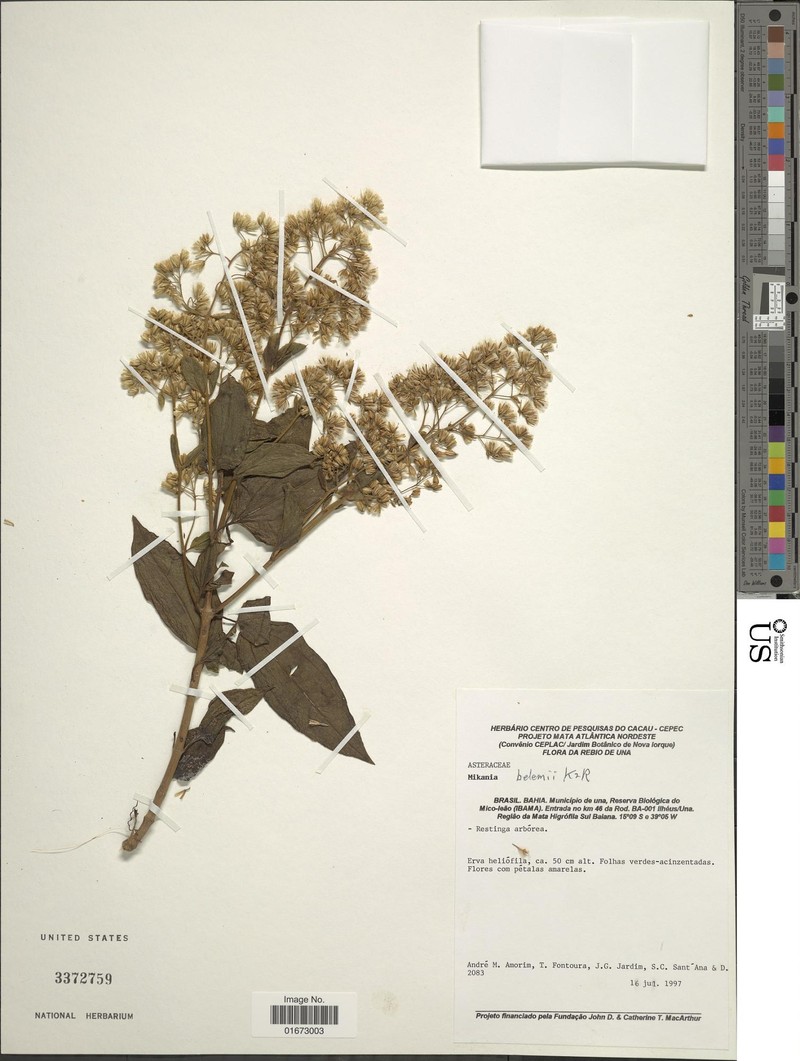Mikania belemii