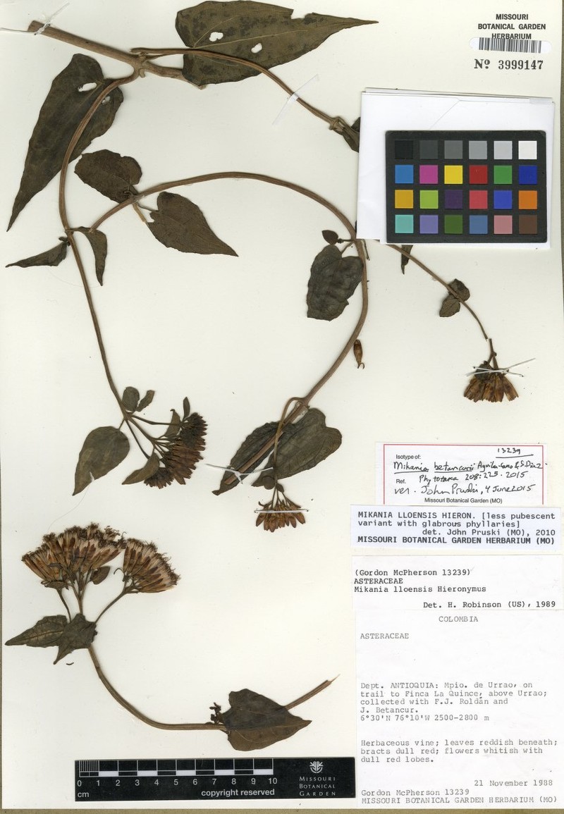 Mikania betancurii