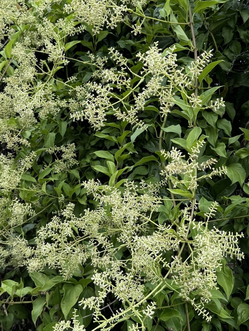 Mikania biformis