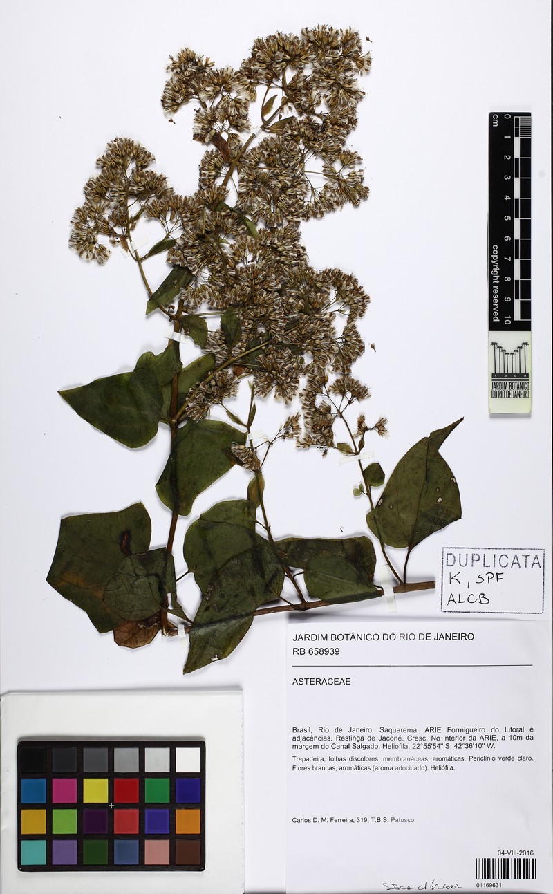 Mikania biformis photo 2