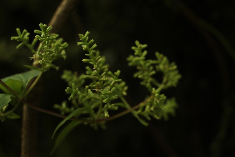 Mikania bogotensis