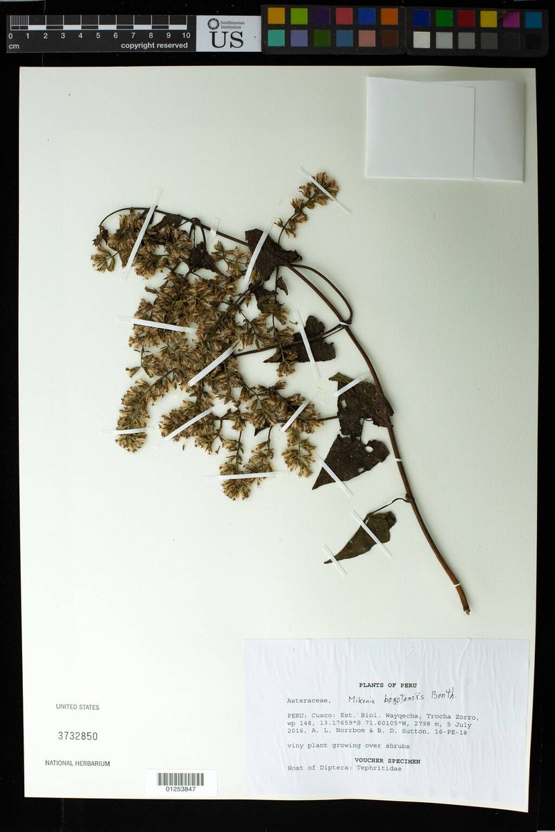 Mikania bogotensis photo 2