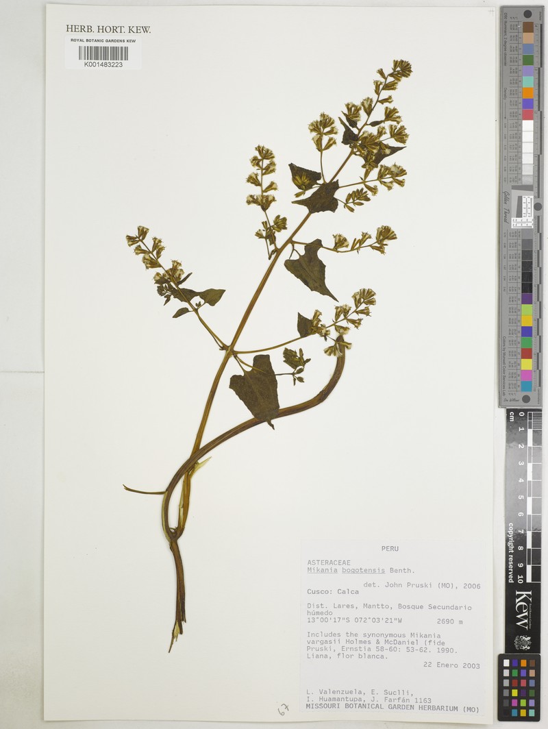 Mikania bogotensis photo 3