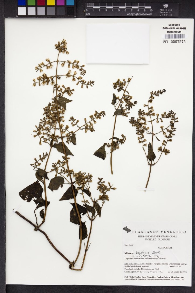 Mikania bogotensis photo 4