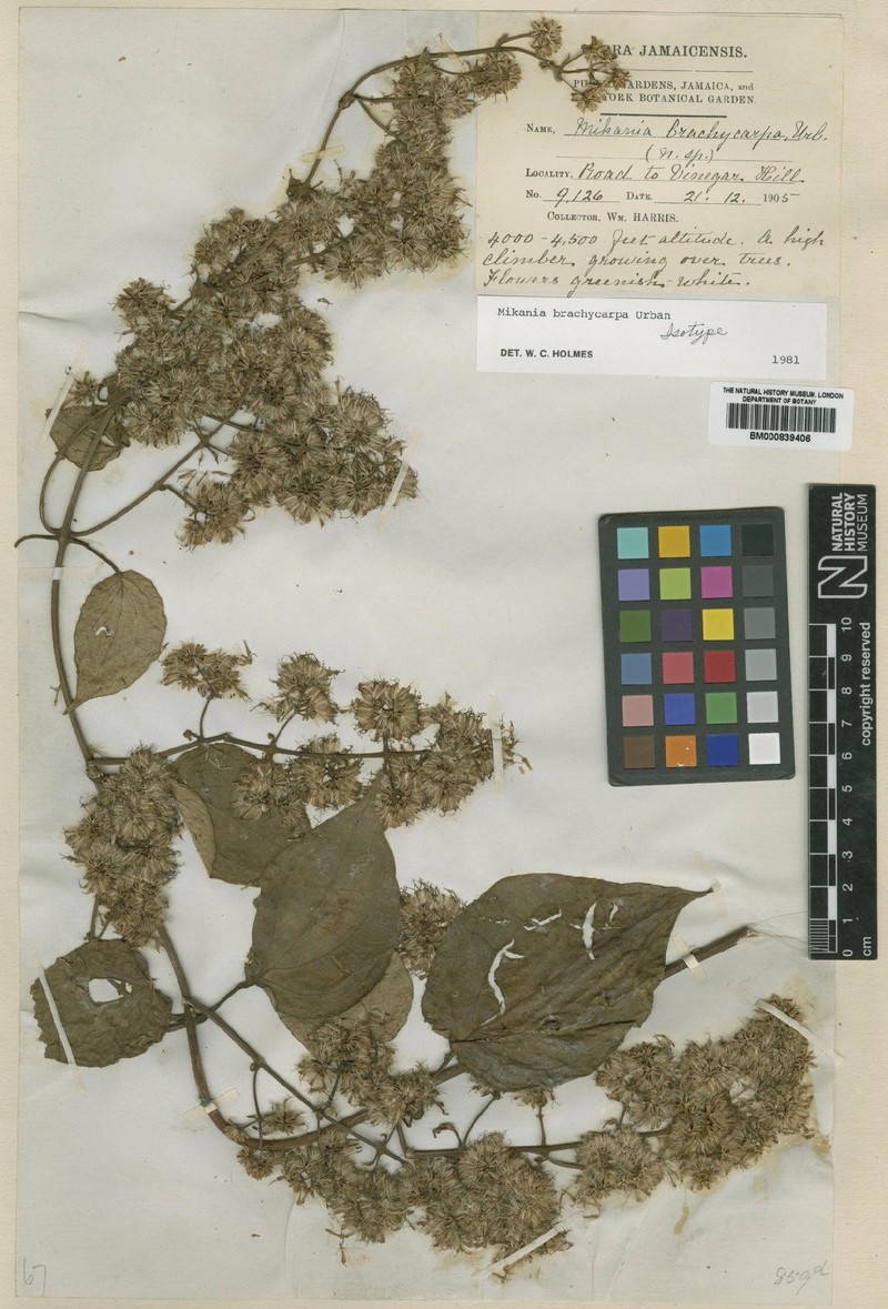 Mikania brachycarpa