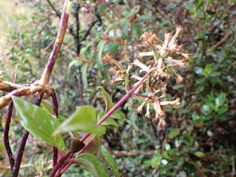 Mikania brachyphylla
