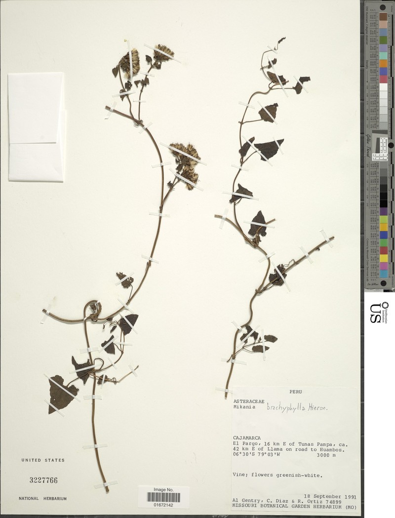 Mikania brachyphylla photo 2
