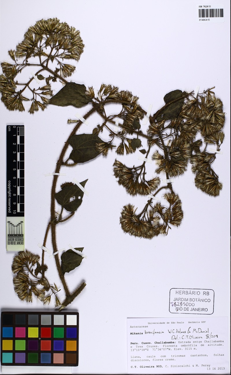 Mikania brevifaucia