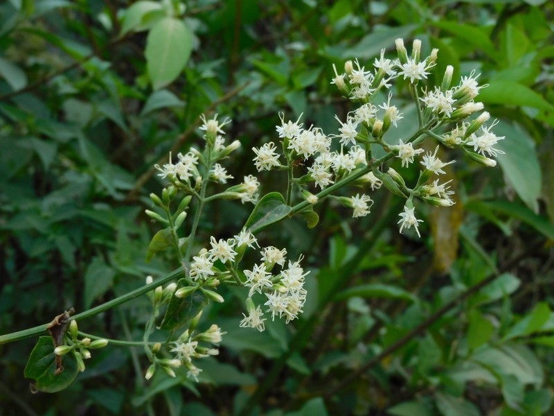 Mikania buchtienii