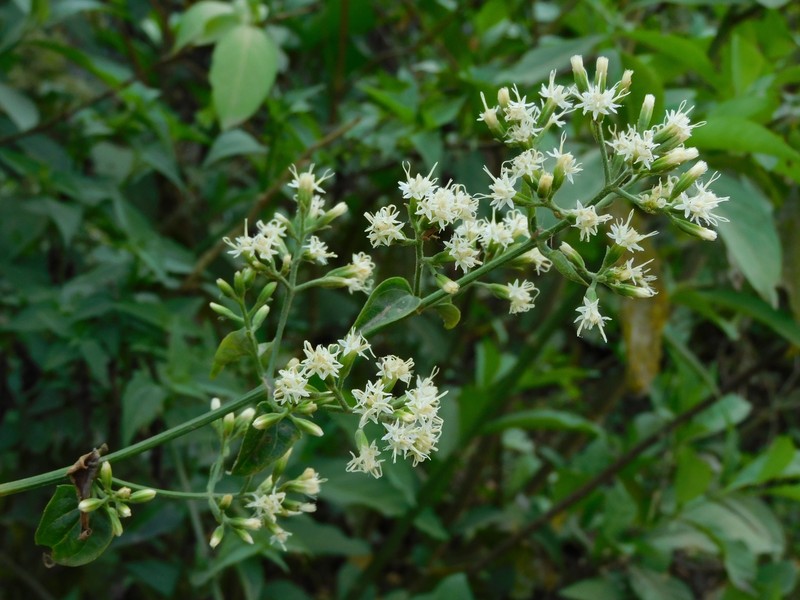 Mikania buchtienii photo 2