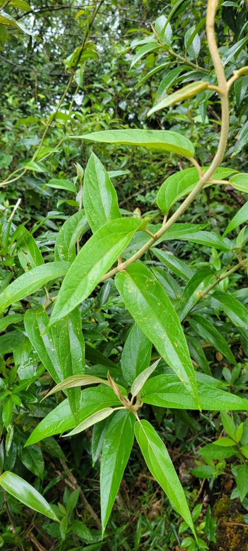 Mikania buddlejifolia