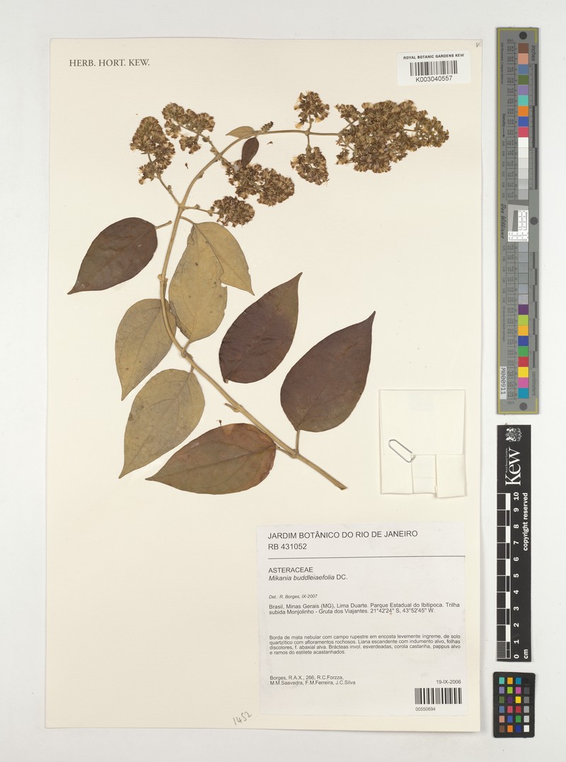 Mikania buddlejifolia photo 2