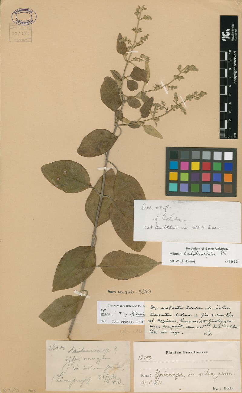 Mikania buddlejifolia photo 3