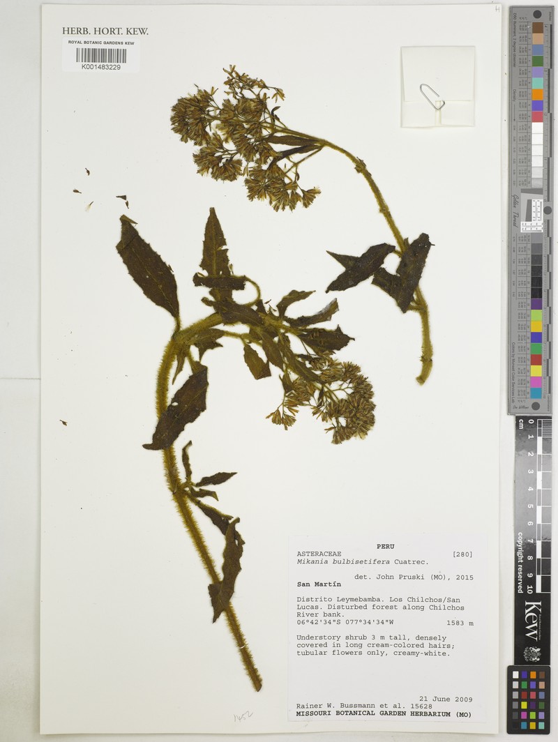 Mikania bulbisetifera