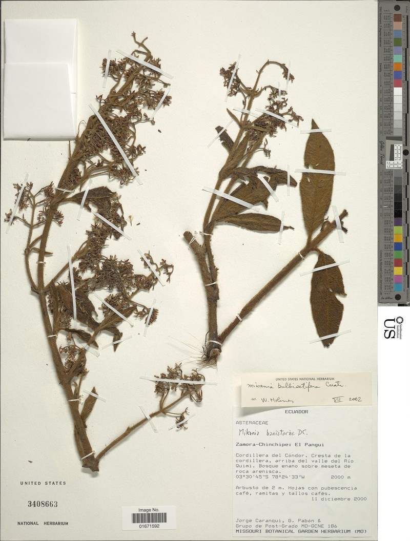 Mikania bulbisetifera photo 3