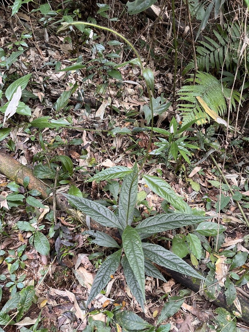 Mikania burchellii