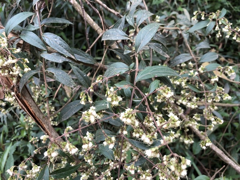 Mikania burchellii photo 2