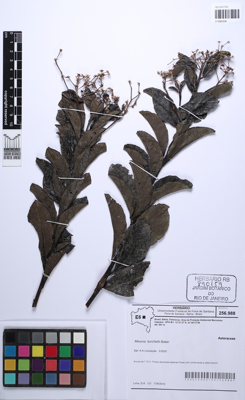 Mikania burchellii photo 3