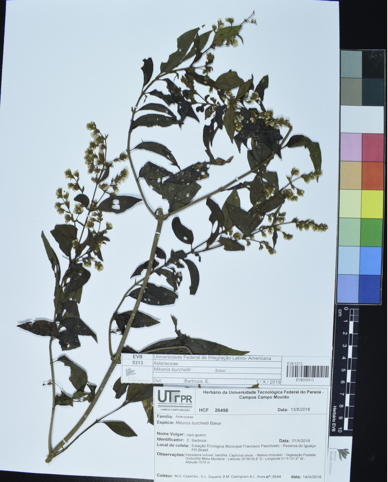 Mikania burchellii photo 4
