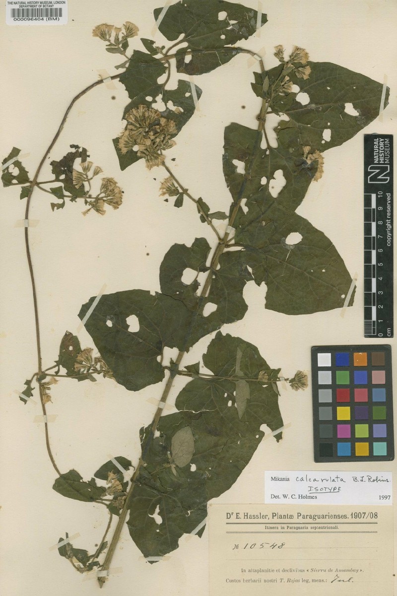 Mikania calcarulata