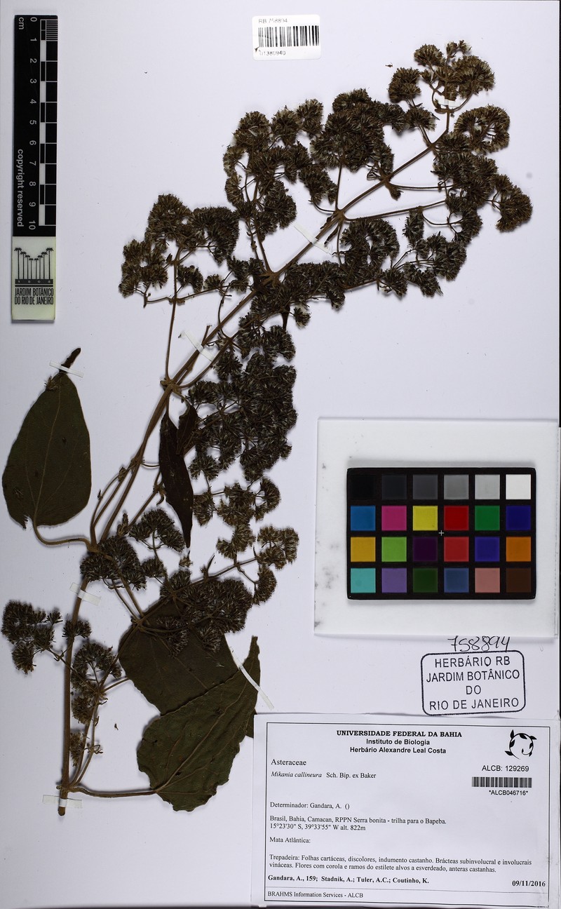 Mikania callineura