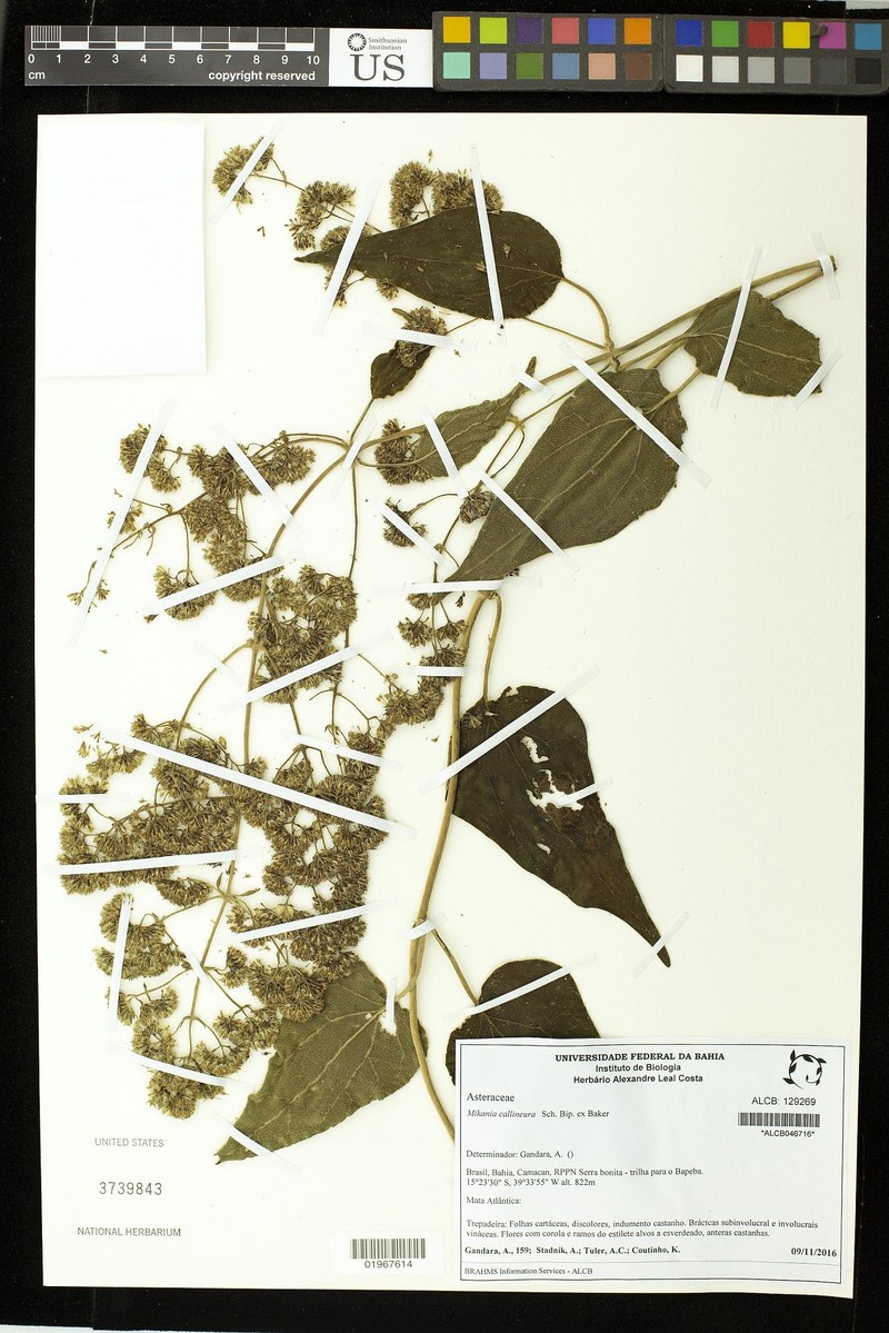 Mikania callineura photo 2