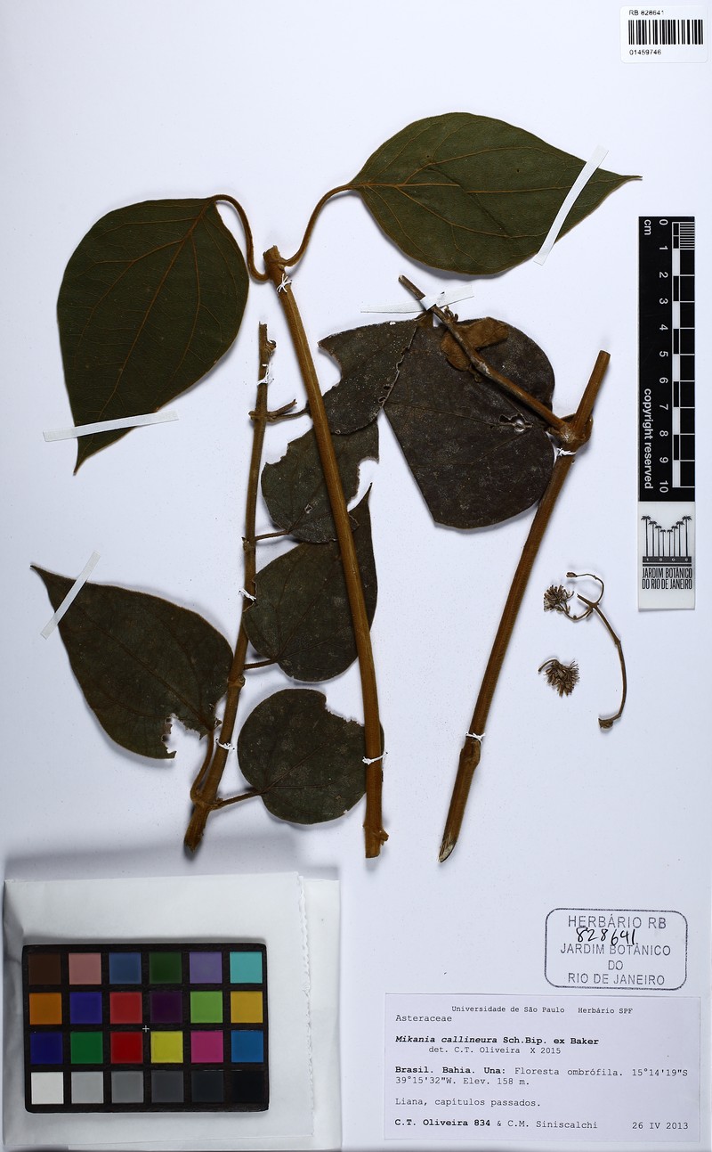 Mikania callineura photo 3