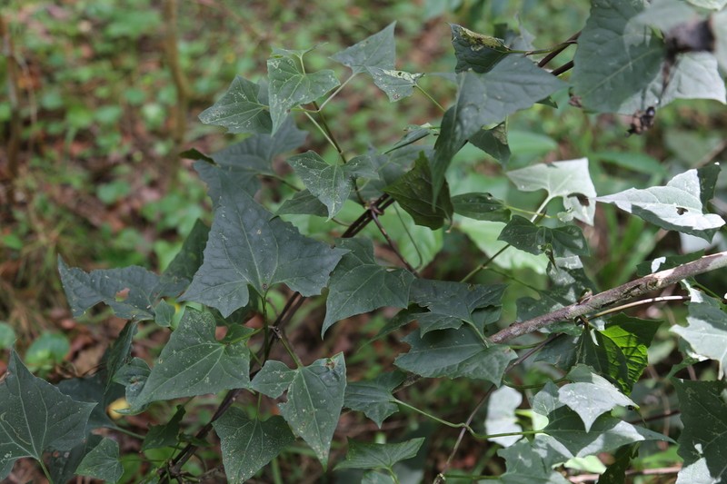 Mikania campanulata photo 2