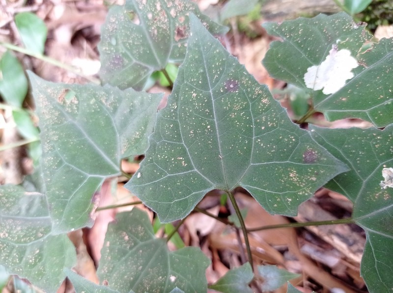 Mikania campanulata photo 3