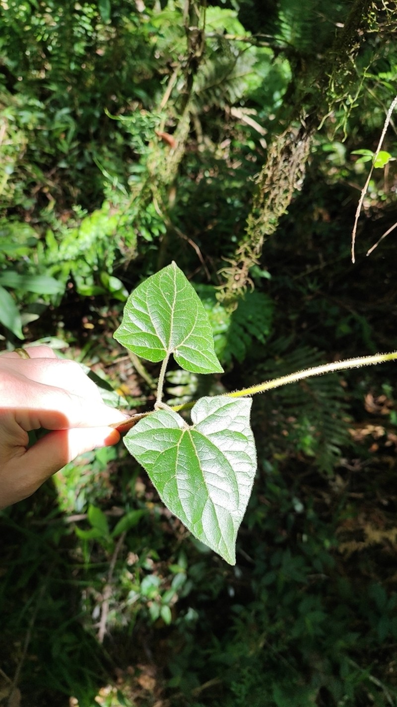 Mikania campanulata photo 4