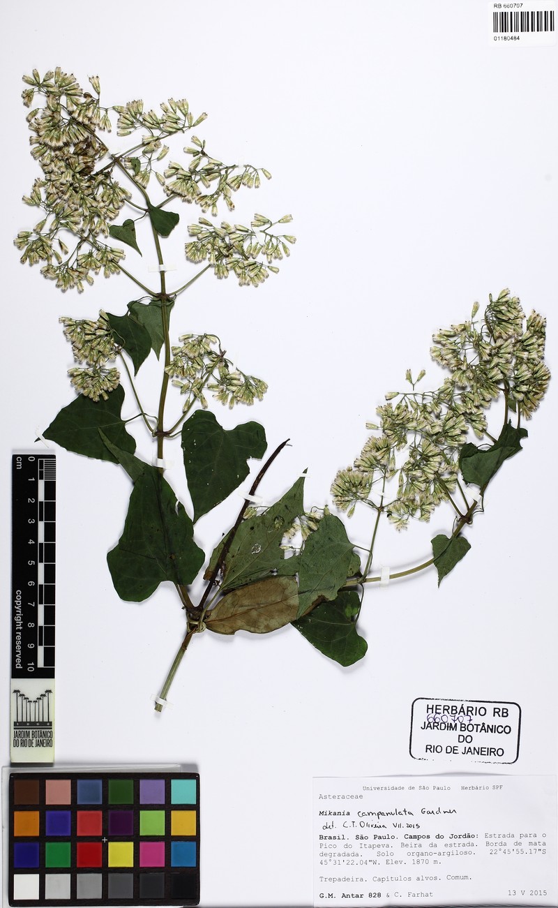 Mikania campanulata photo 5
