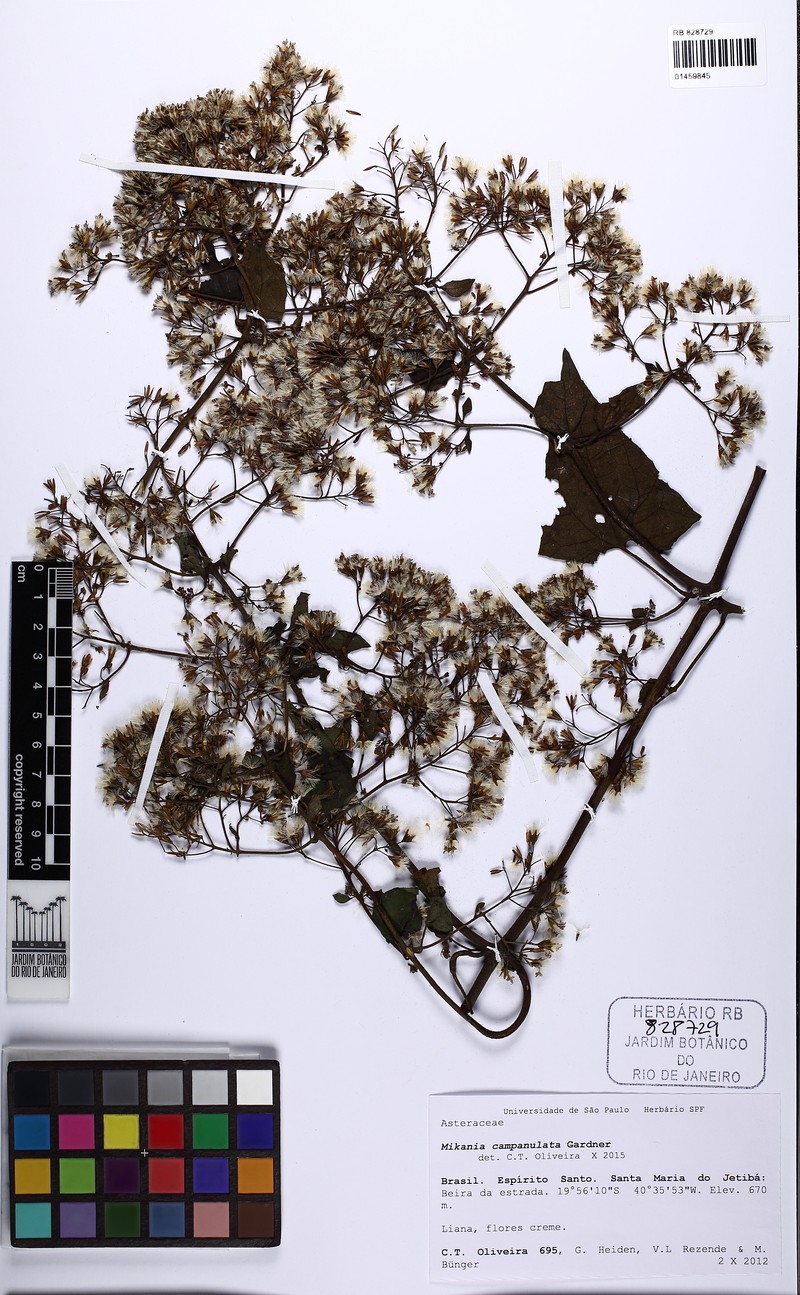 Mikania campanulata photo 6
