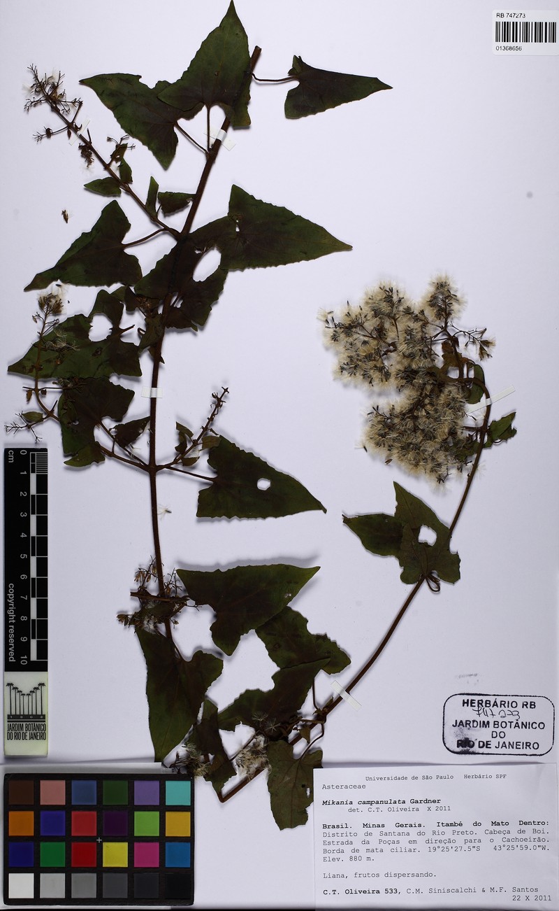 Mikania campanulata photo 7
