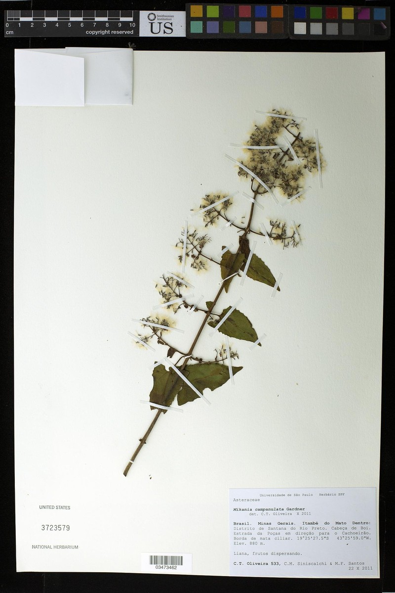 Mikania campanulata photo 8
