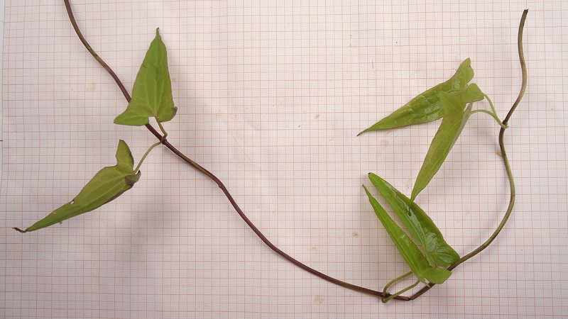 Mikania campanulata