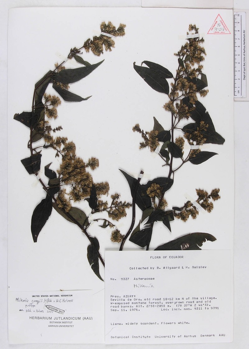 Mikania campii