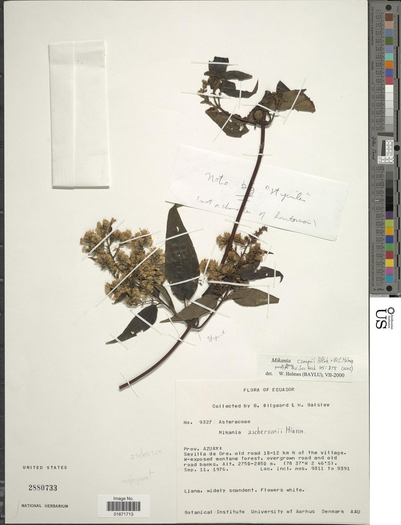 Mikania campii photo 2