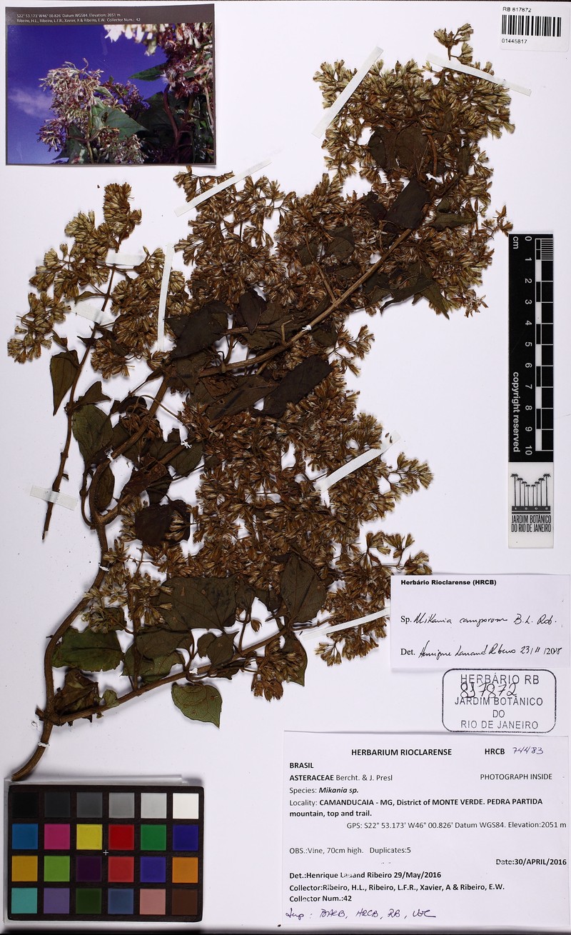 Mikania camporum
