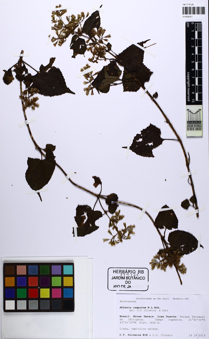 Mikania camporum photo 2