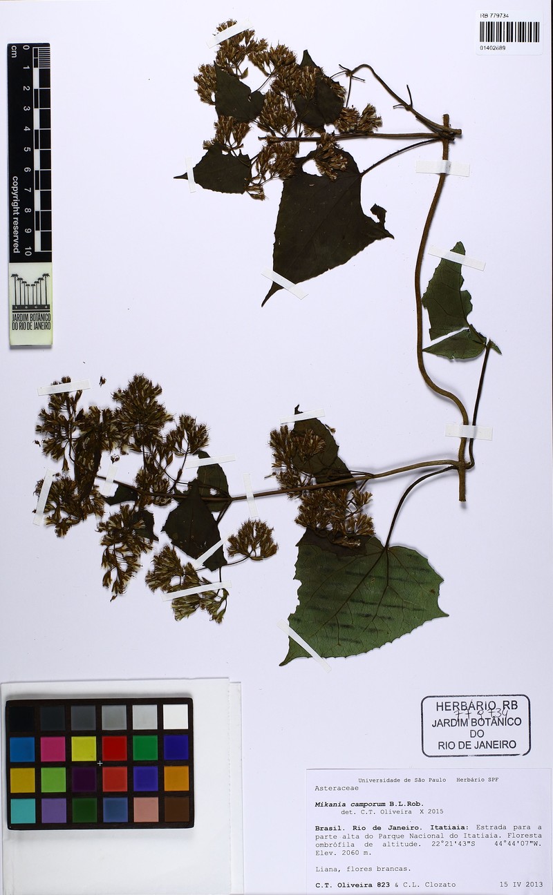 Mikania camporum photo 3