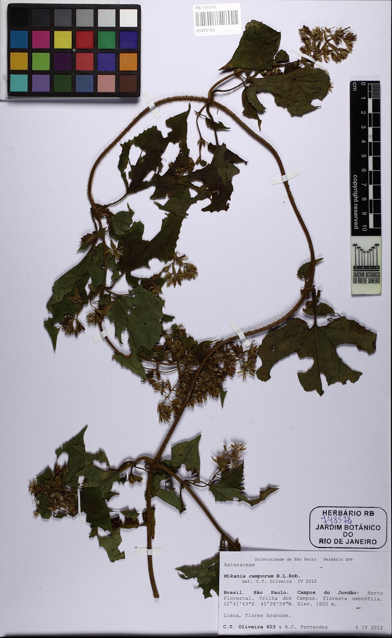 Mikania camporum photo 4