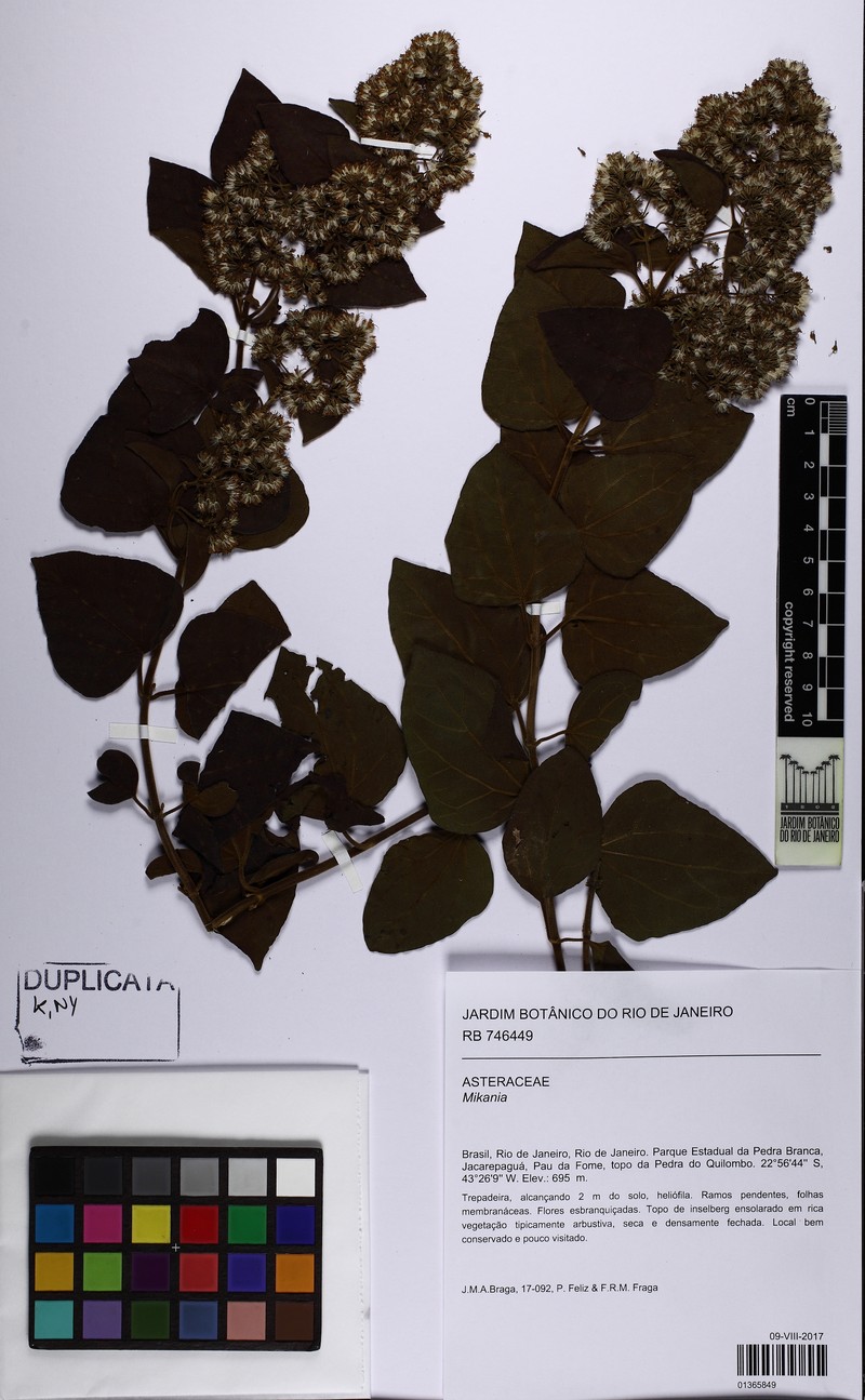 Mikania campos-portoana