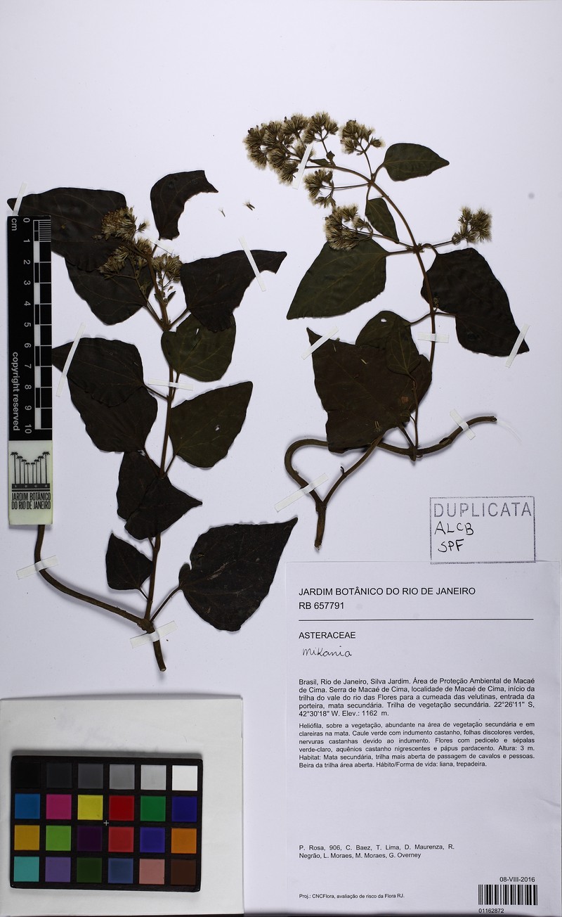 Mikania campos-portoana photo 3