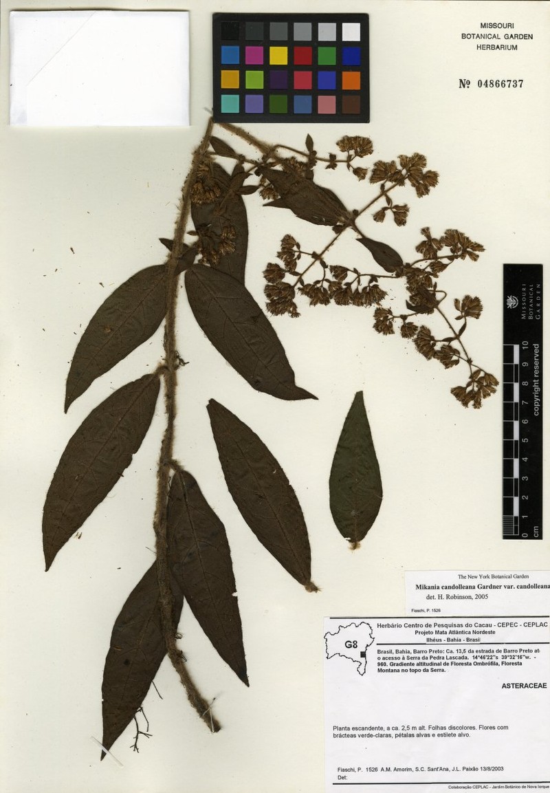 Mikania candolleana
