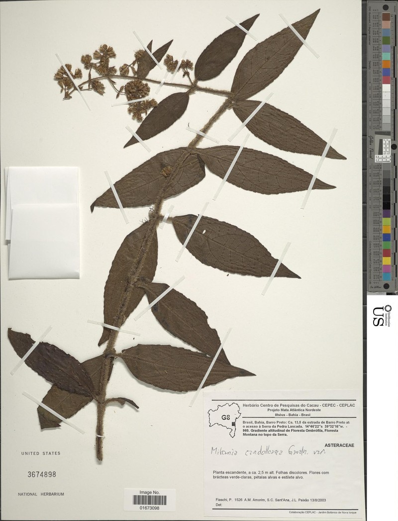 Mikania candolleana photo 2